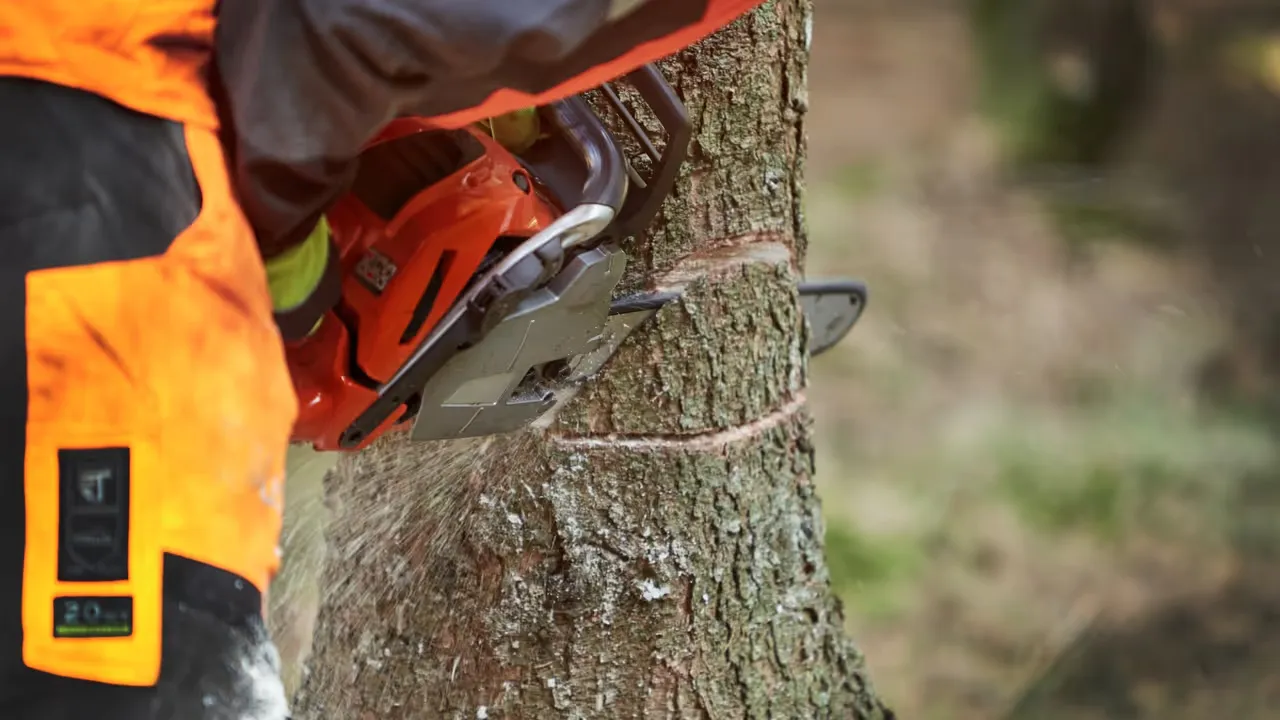 Att fälla träd med omtanke och ansvar