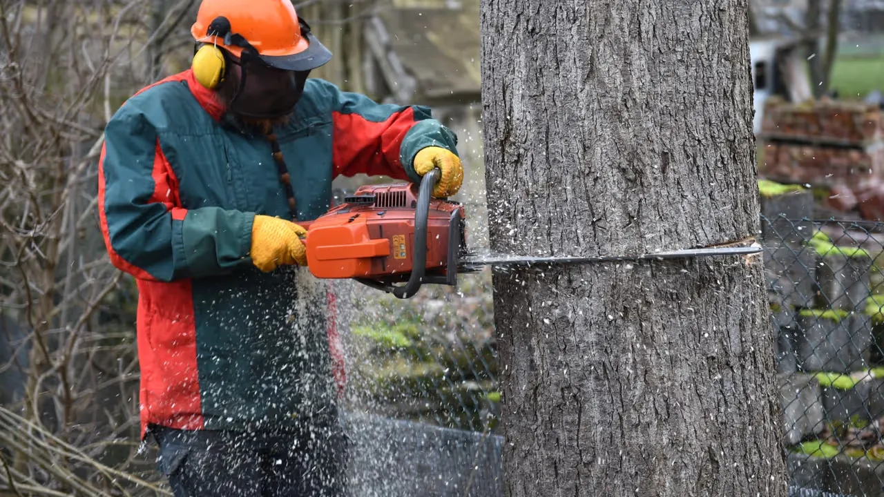 Att fälla träd med omtanke och stil