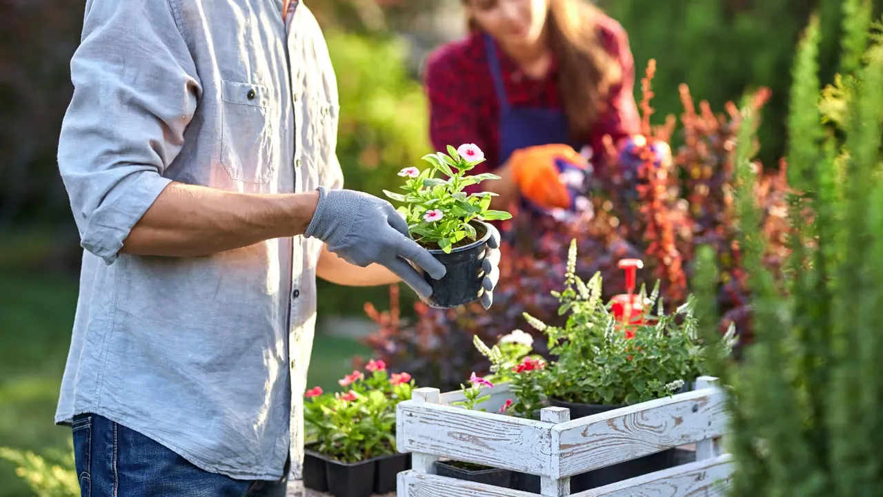 Eukalyptus i kampen mot klimatförändringarna