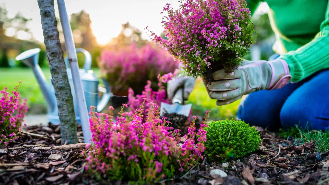 Skapa din egna gröna oas